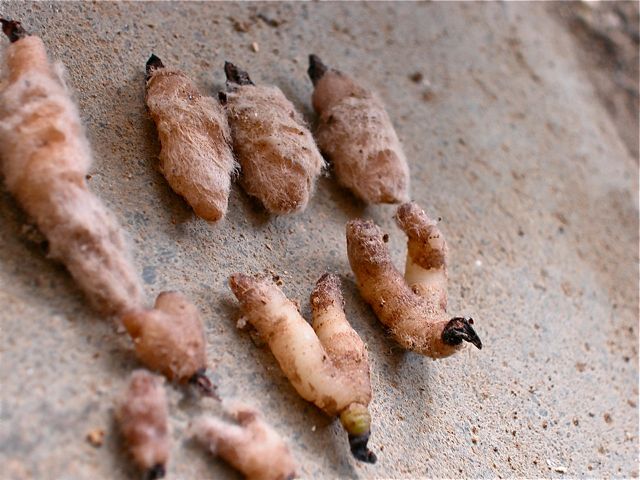 ウチョウラン植え替え