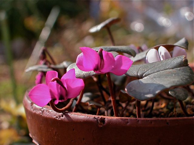 ウチョウラン植え替え