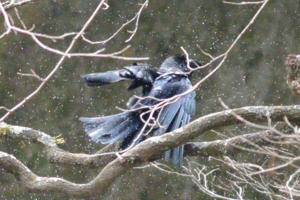 鳥々見撮り