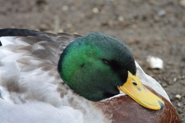 鳥々見撮り