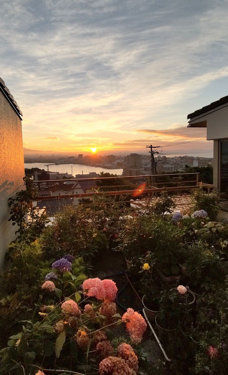 雲の中から日の出🌅とアナベル