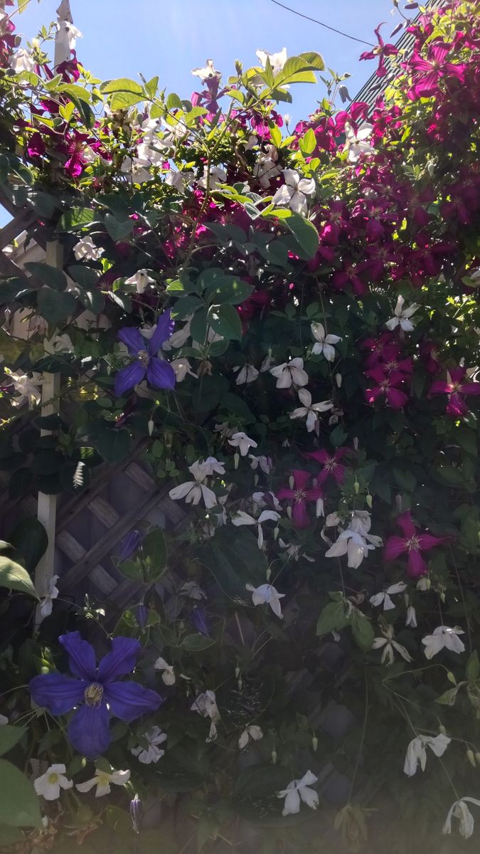 岩見沢の花ともさん、