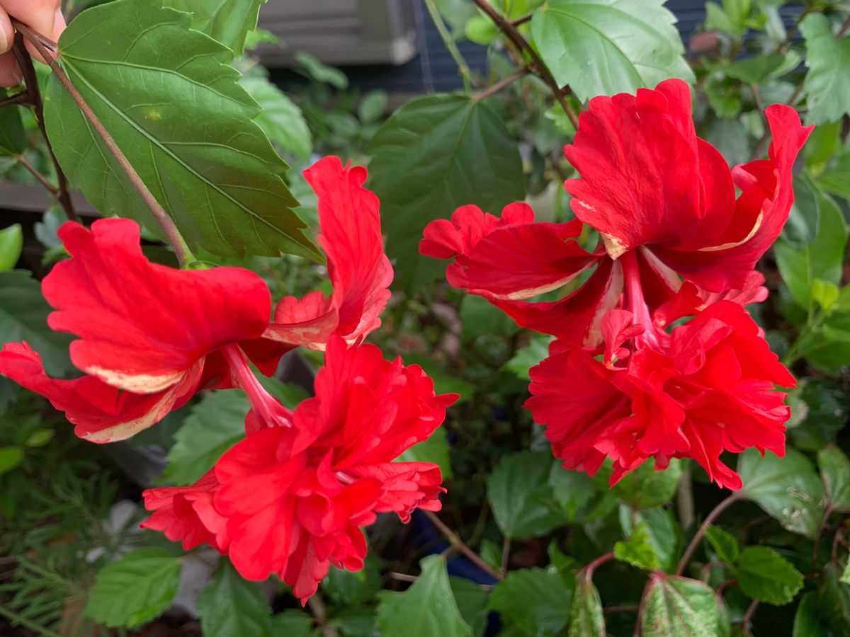 昨日の夏のお花達(^_-)-☆