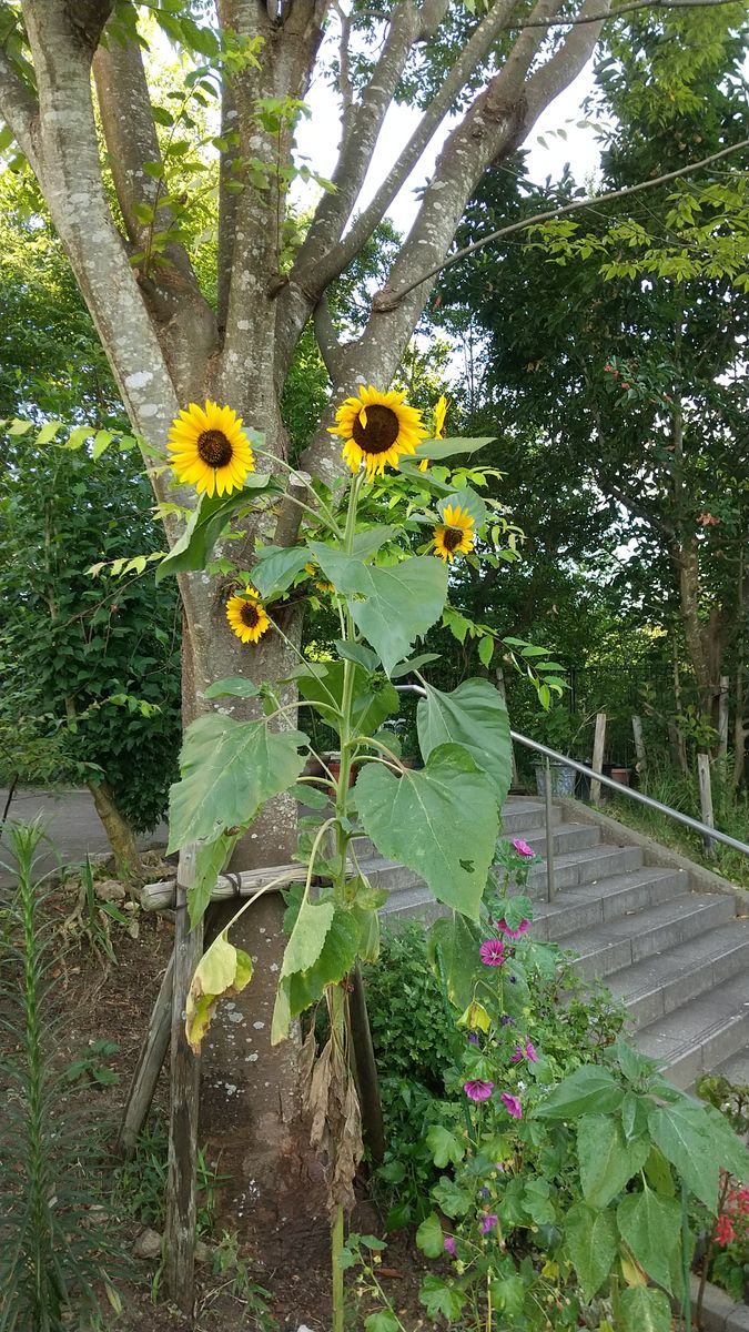 ツユクサとハチ🌿