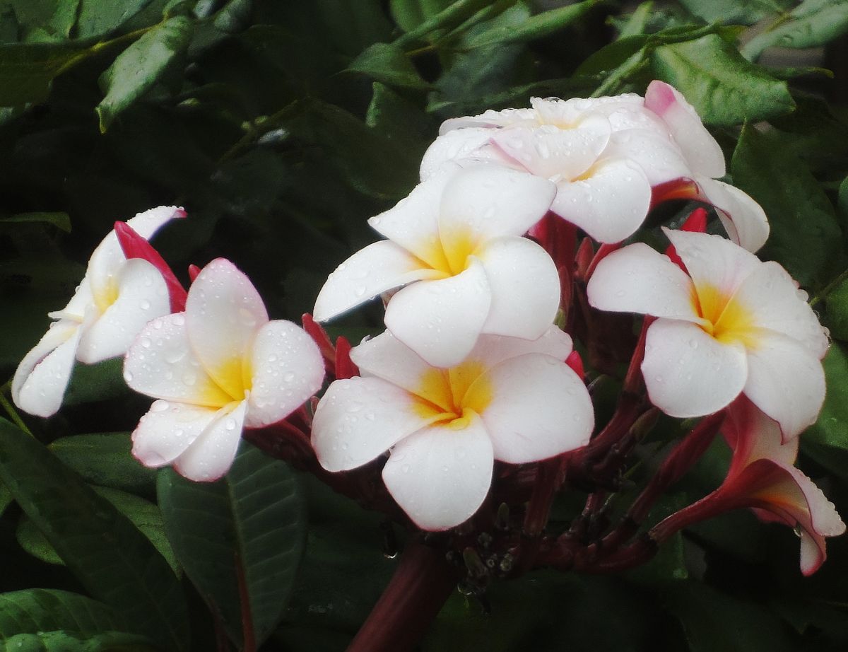 プルメリアの開花始まる