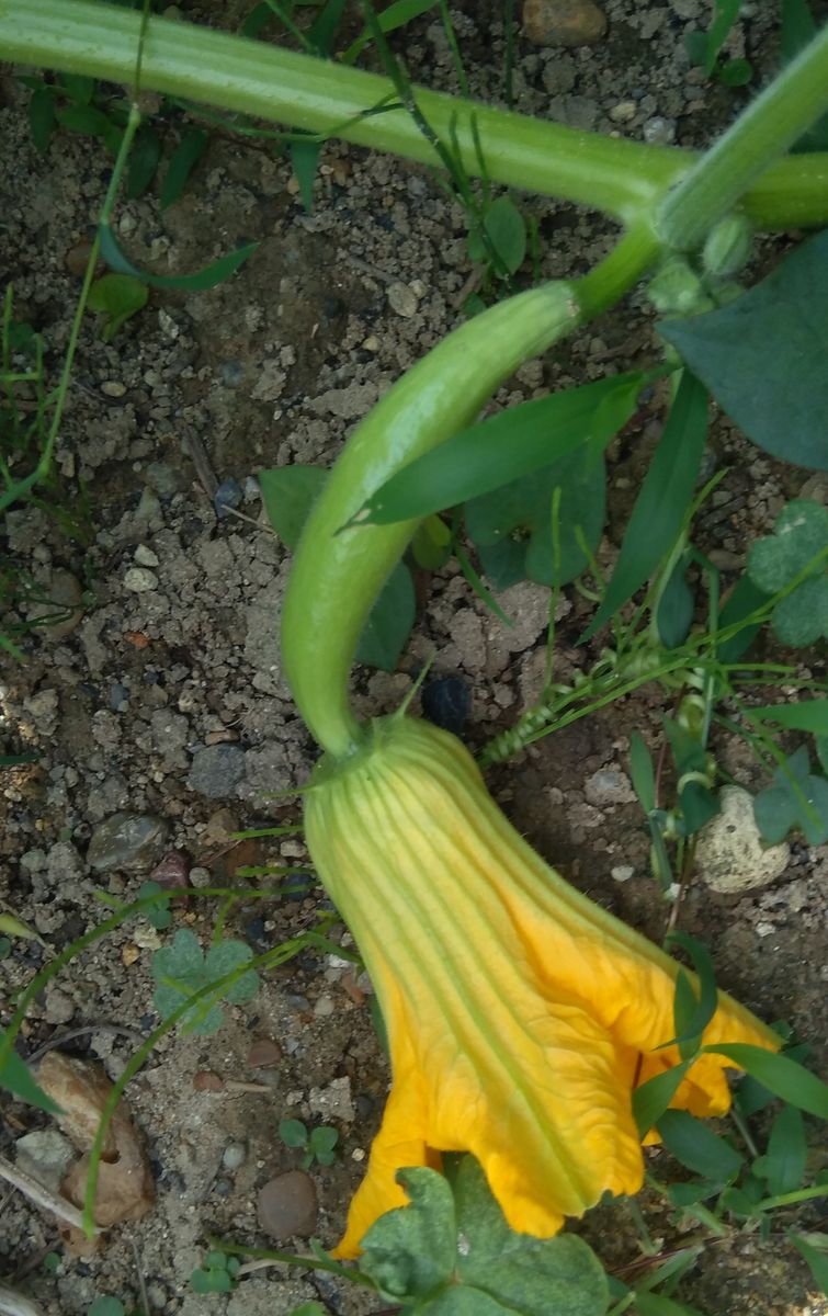 庭の花と野菜の花と庭の生き物