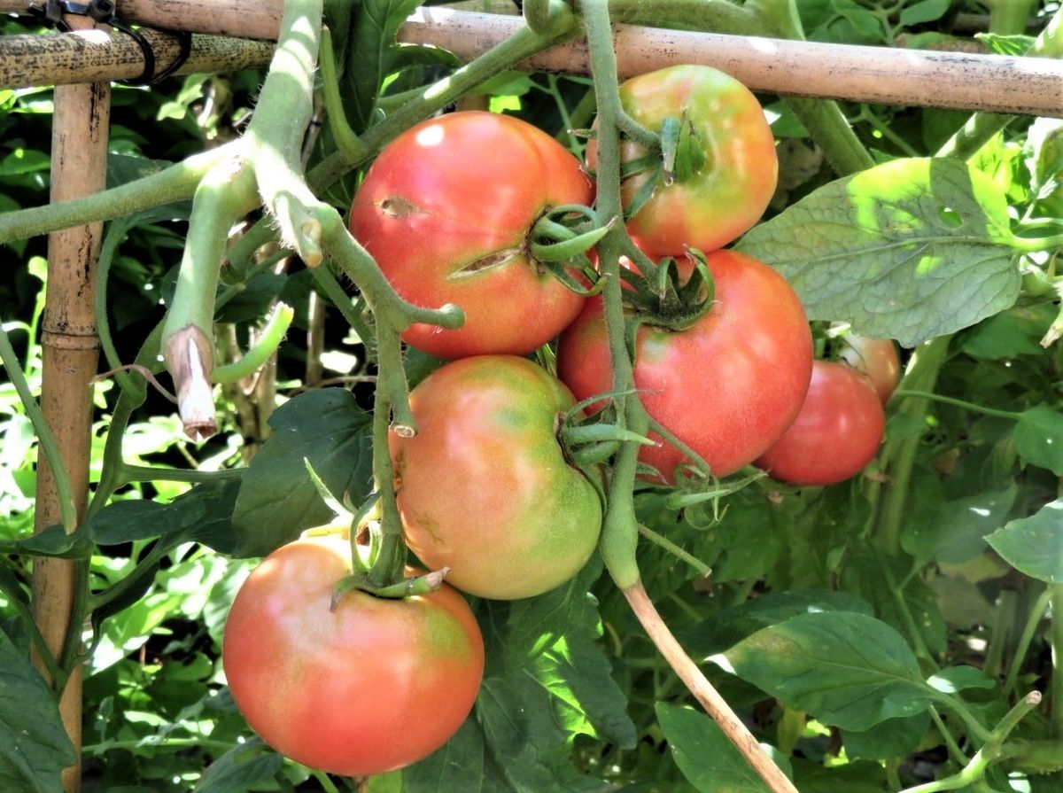 今日の🍅トマト🥒キュウリ🍆ナスの実