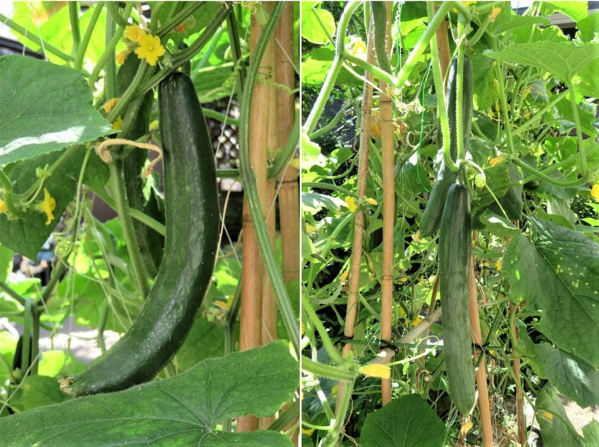 今日の🍅トマト🥒キュウリ🍆ナスの実