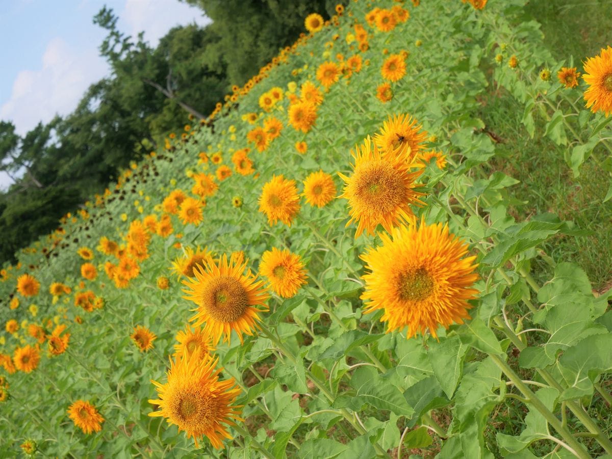 万博記念公園へ　①ヒマワリ