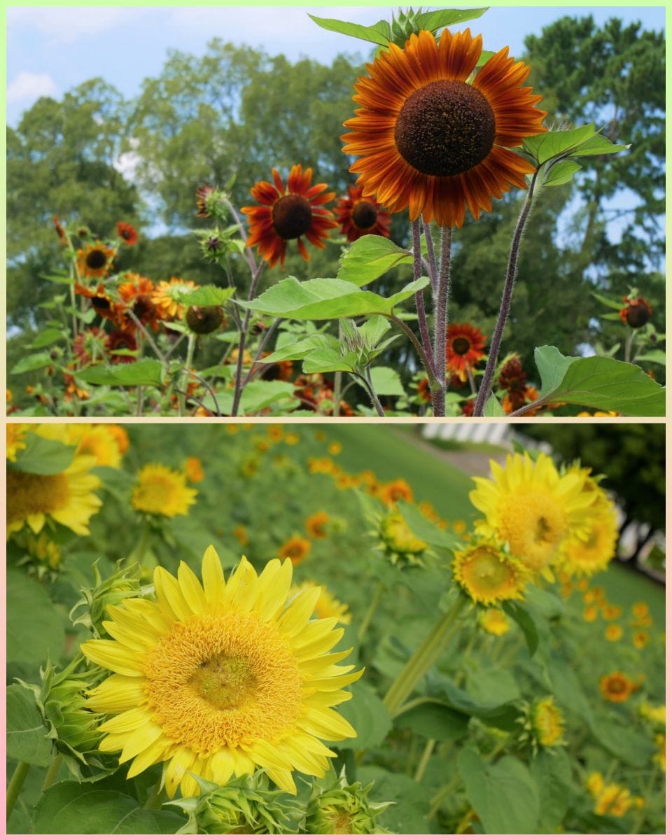 万博記念公園へ　①ヒマワリ