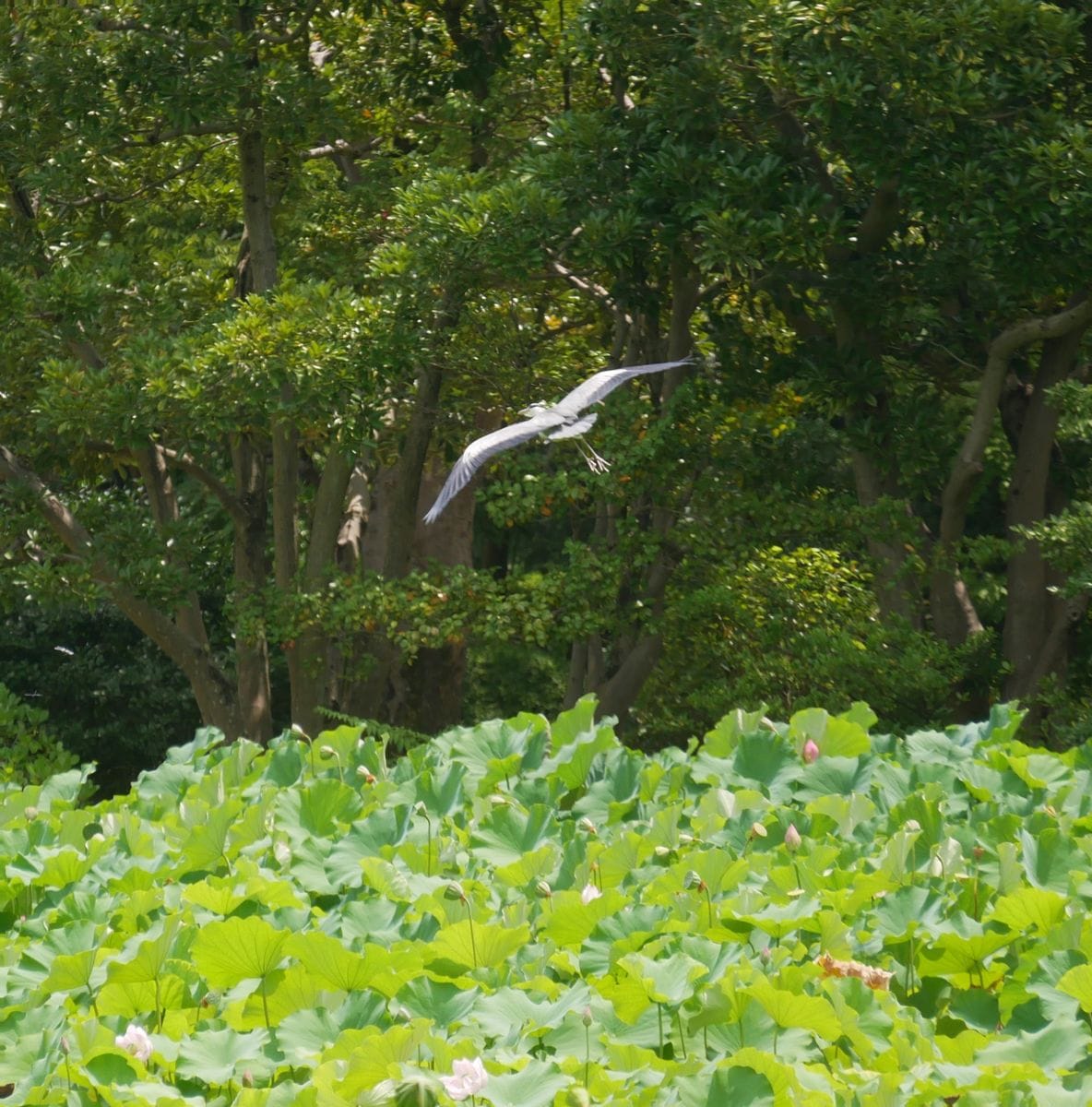 万博記念公園へ　②昆虫、野鳥たち