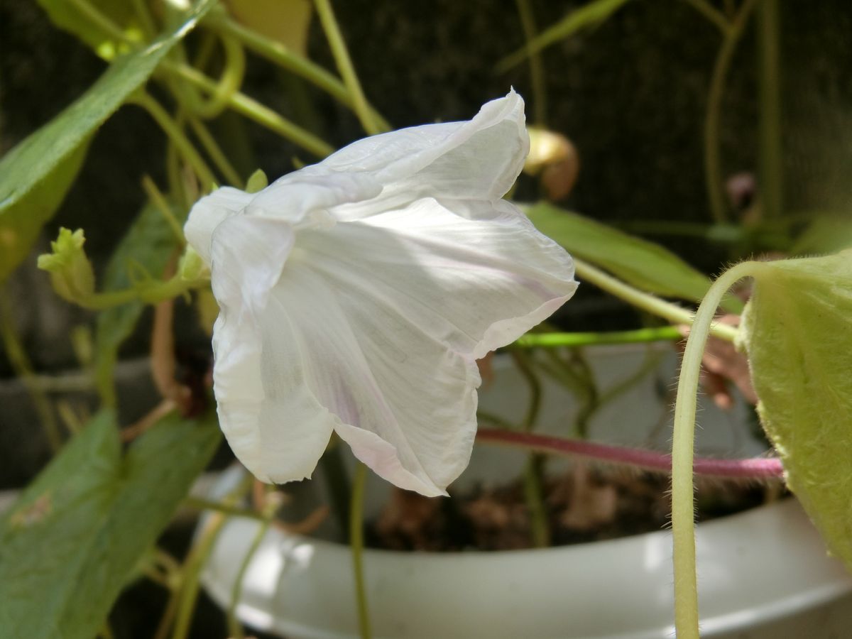 初花は