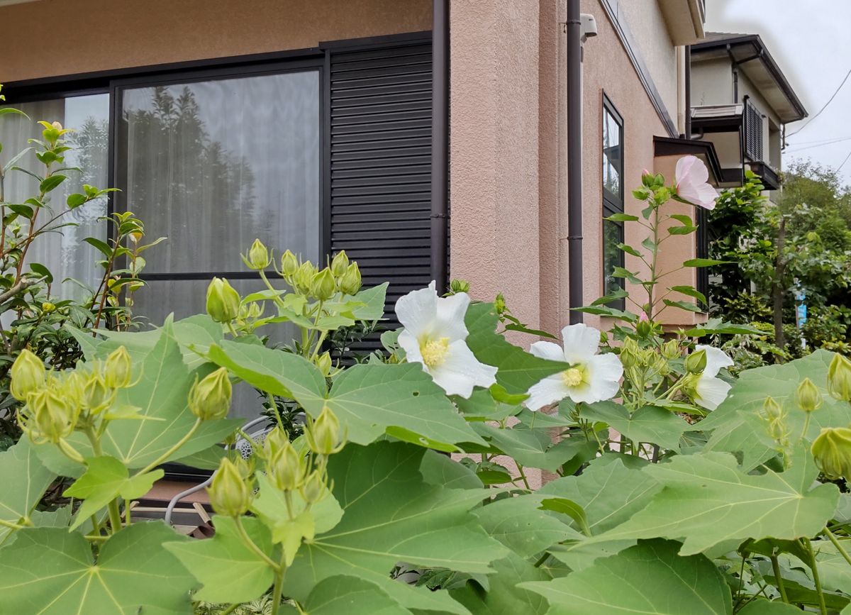 白い日本芙蓉が咲きました。