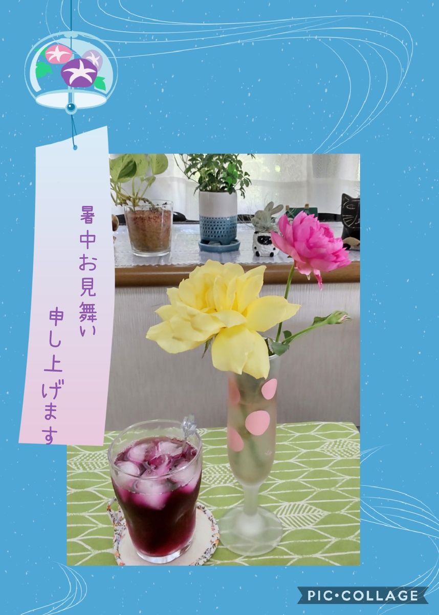 白い日本芙蓉が咲きました。