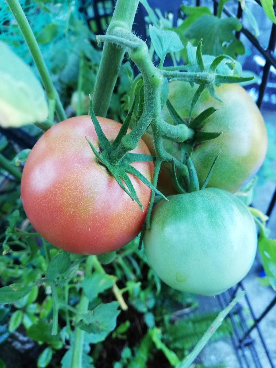 晴れ。ハイビスカス🌺。アメリカンブルー。トマト🍅。