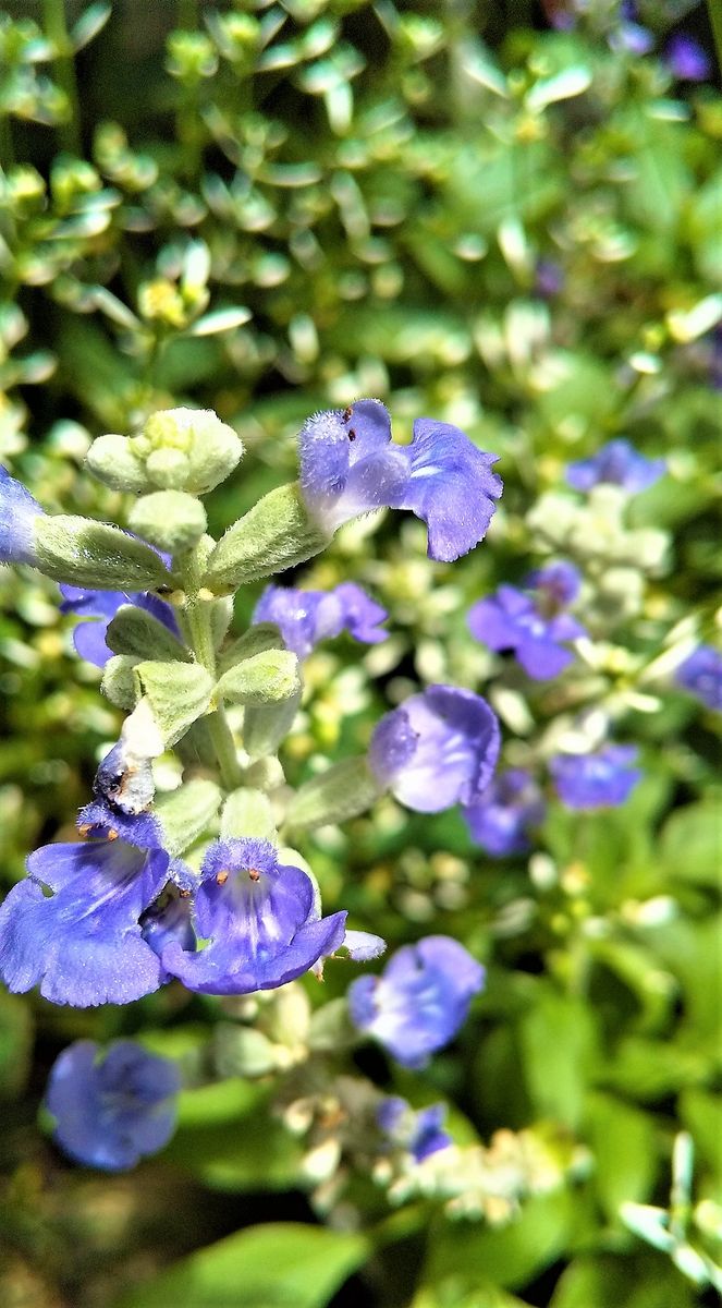 今日の花達🌼