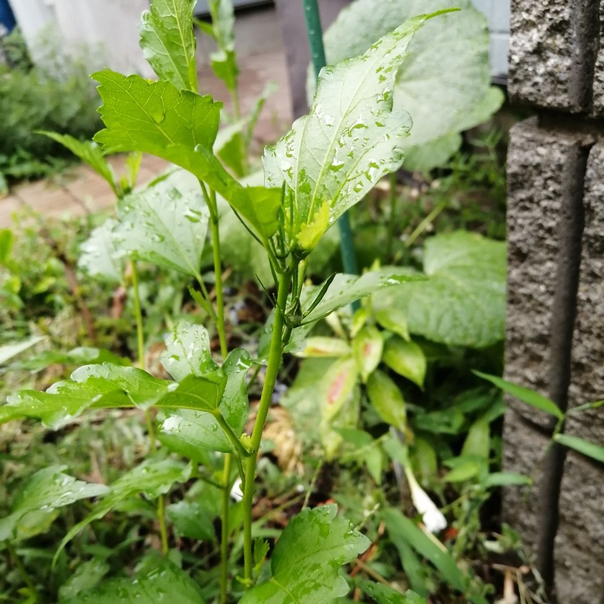 午後からカンカン照り