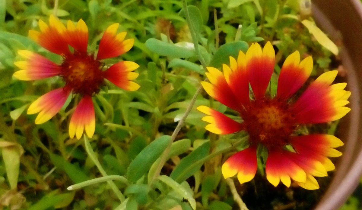 曇り気味の天気の我が家の花たち