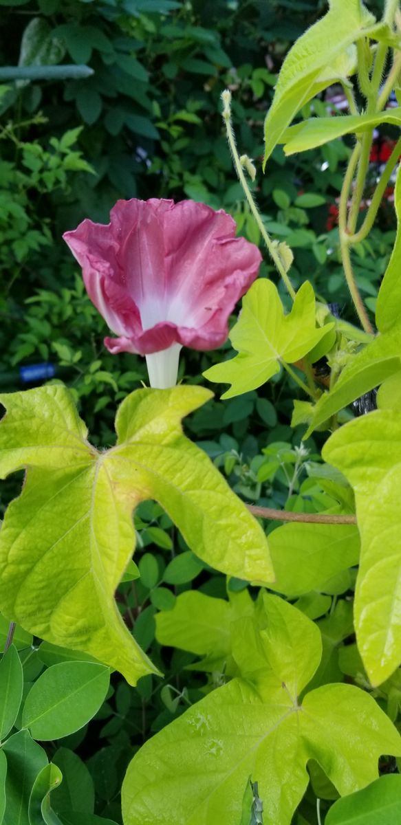 朝顔「団十郎」開花！