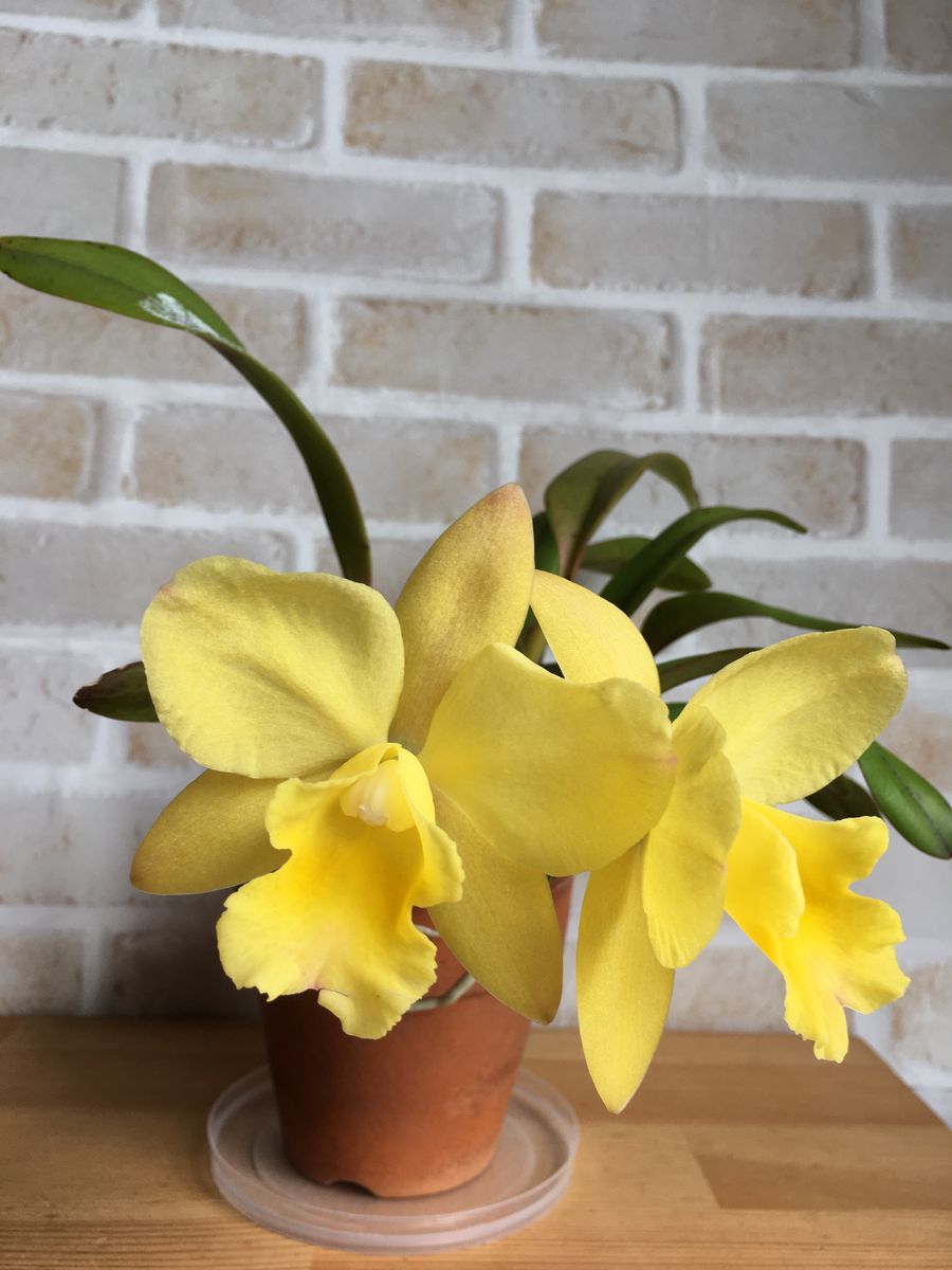 Rlc. Memorial Gold 'Canary'