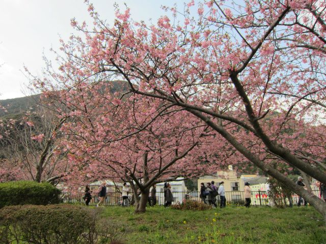 河津桜♪。