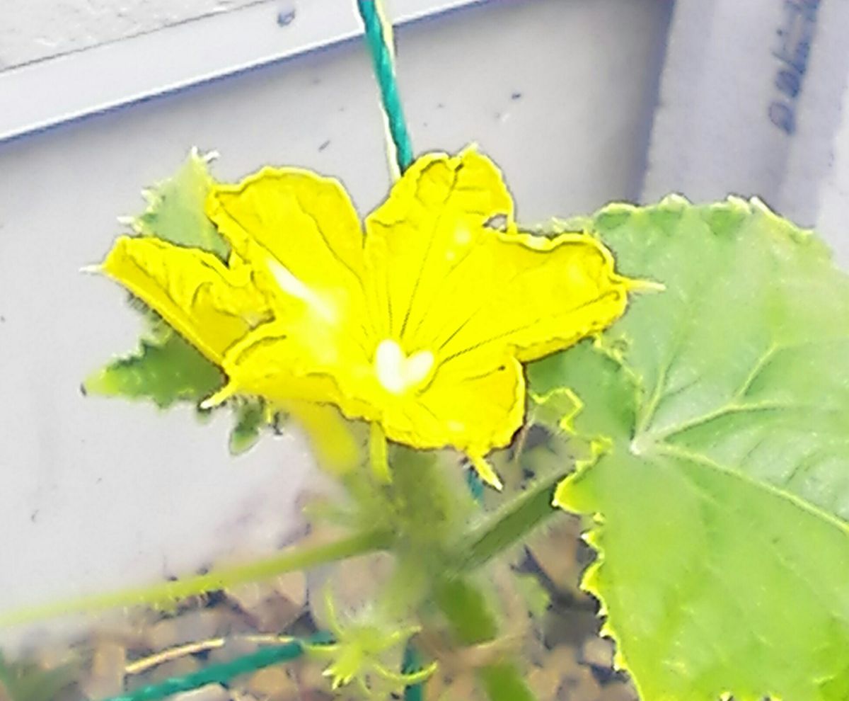 野菜の花とジャガ芋の収穫