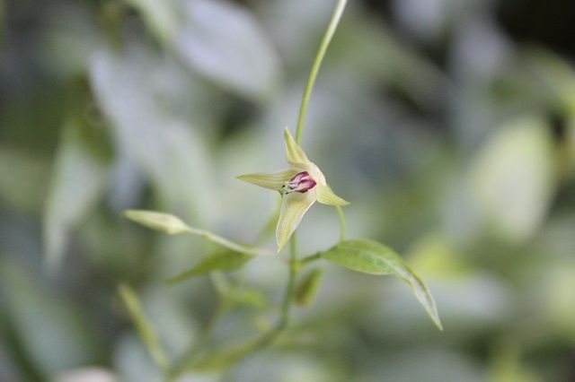 山野草