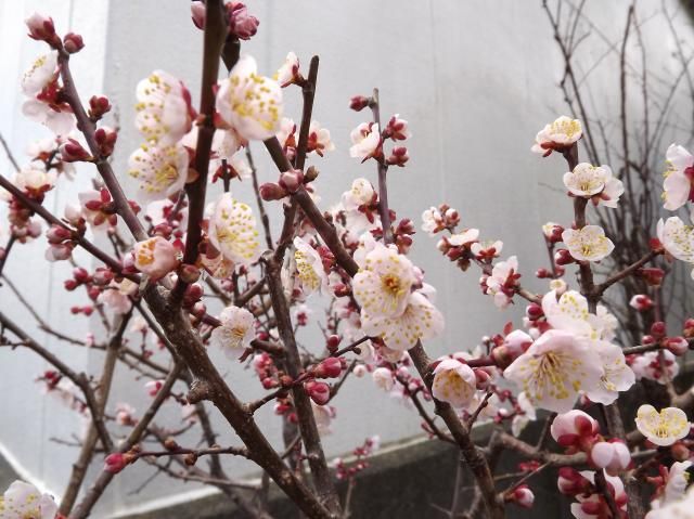 楽しみな毎日✿