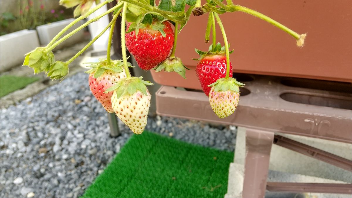 本日食べちゃいます(笑)