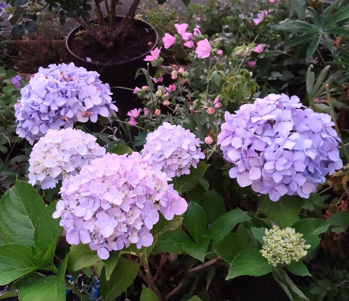 夜明けの紫陽花💠