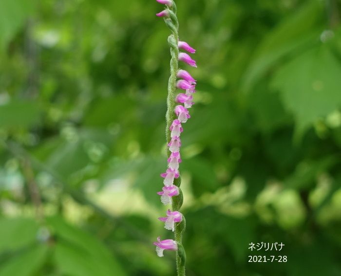 Natural Garden　私の庭　　7/28