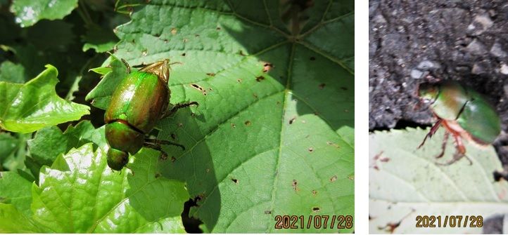 「ぶどうの葉に黄金虫！」街では大型昆虫がノサバルのだ！