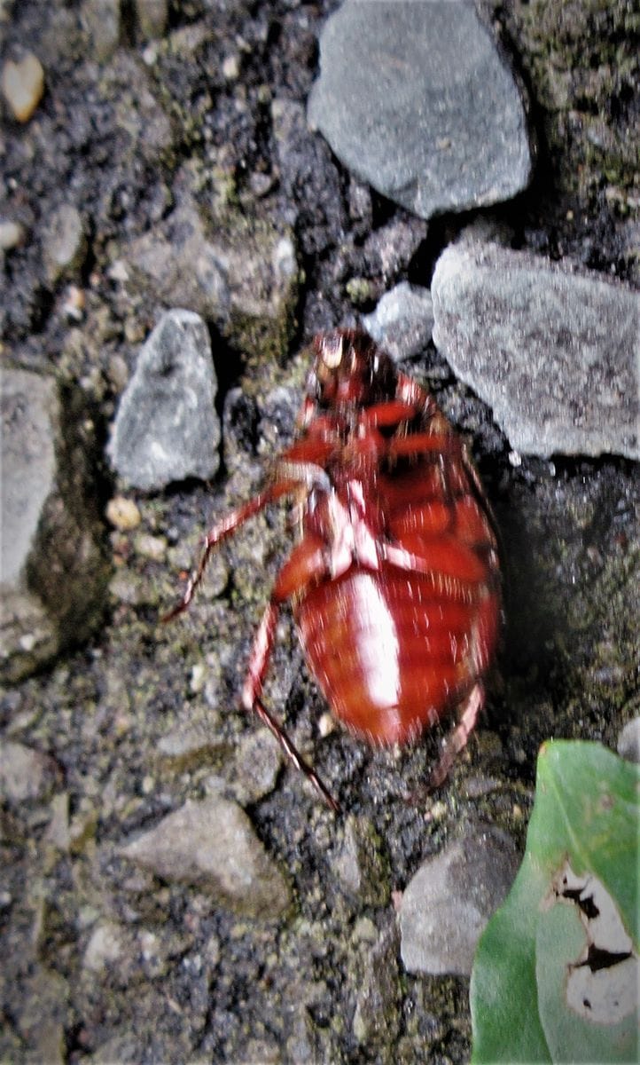 「ぶどうの葉に黄金虫！」街では大型昆虫がノサバルのだ！