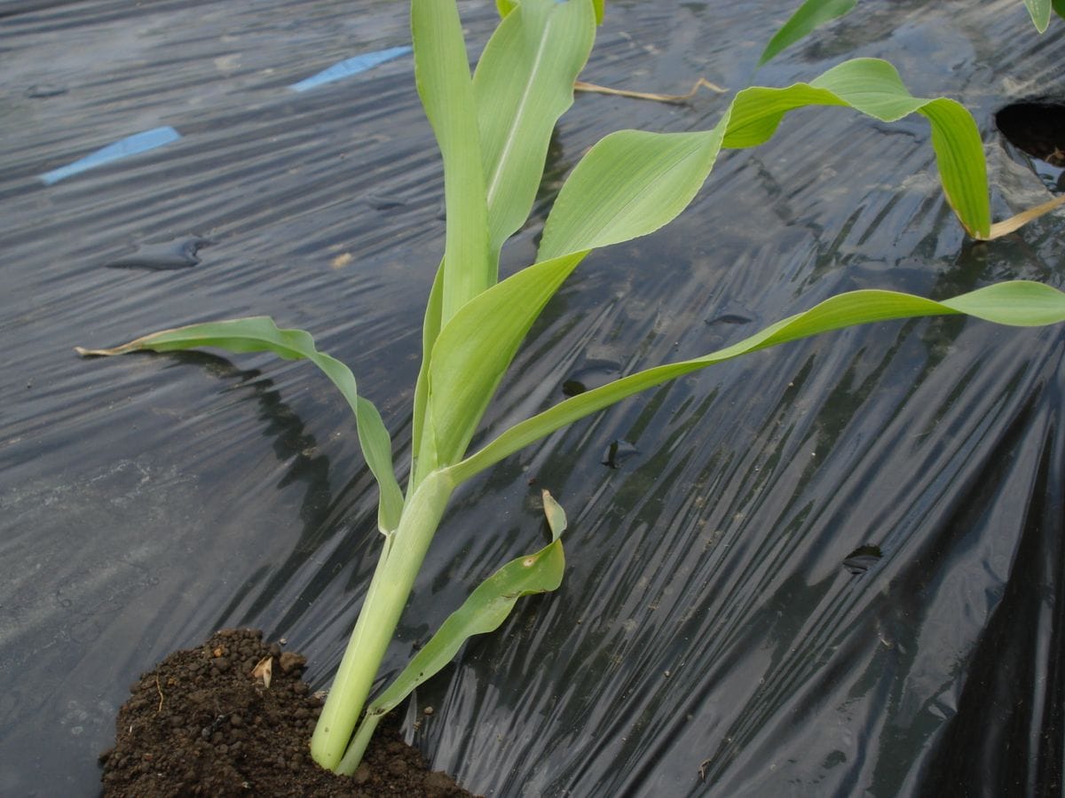 トウモロコシの苗が倒伏しました。でもそれ起き上がります🌽