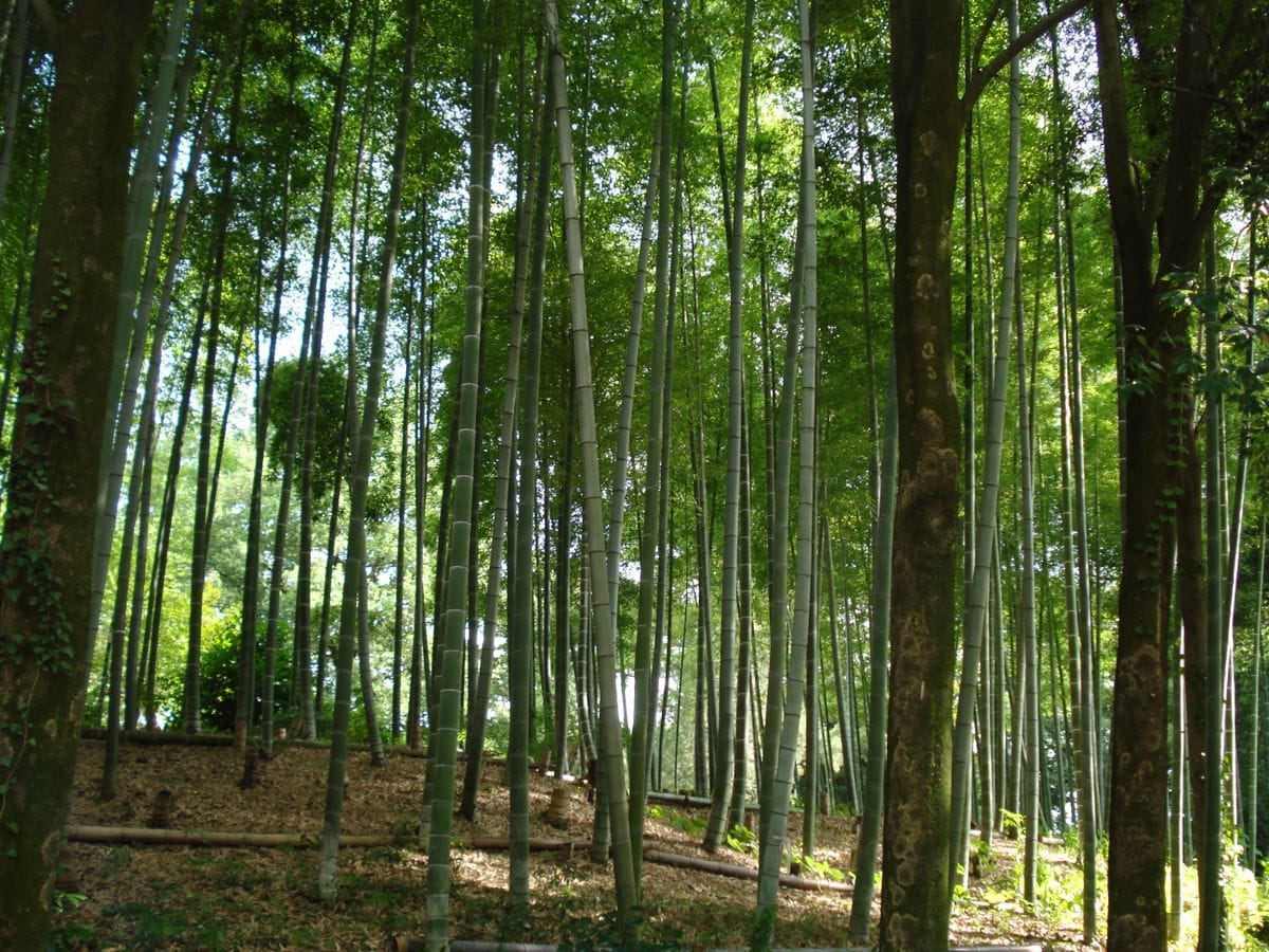 トウモロコシの苗が倒伏しました。でもそれ起き上がります🌽