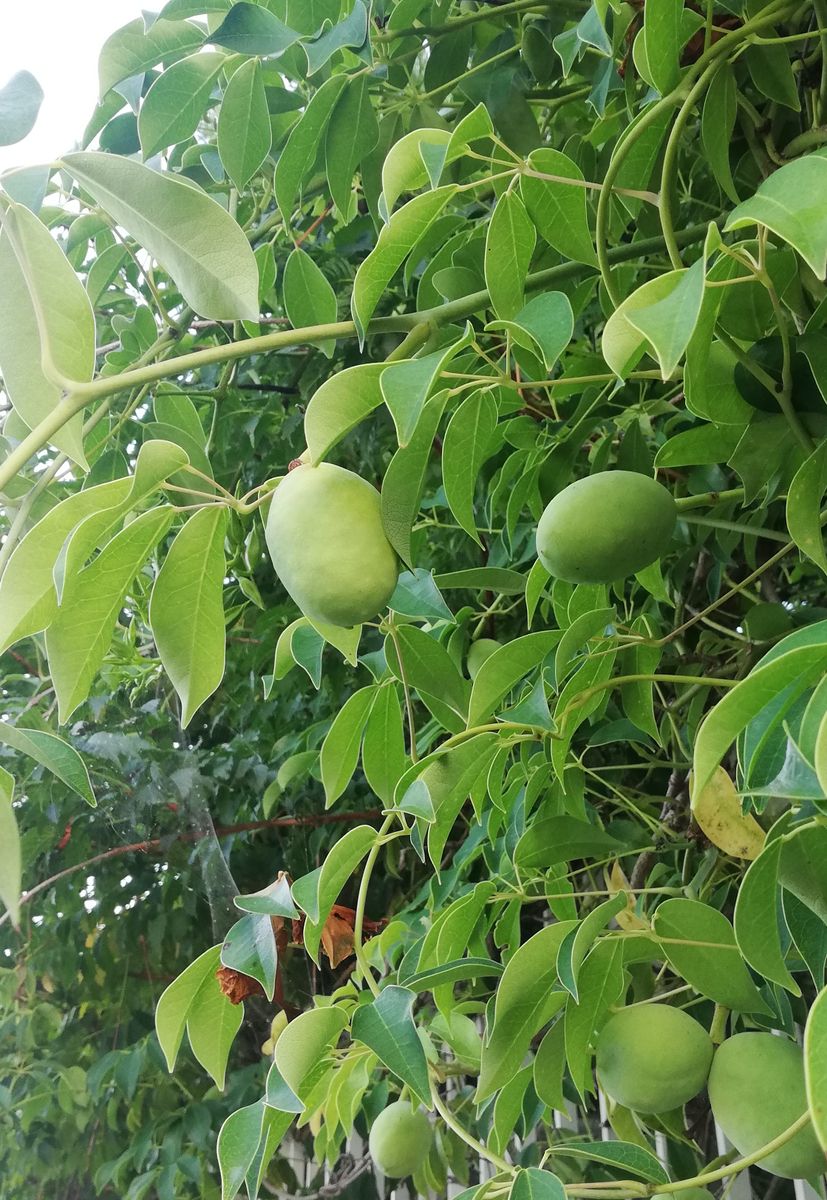 晴れ。スイカ🍉。カラジウム。ムベ。