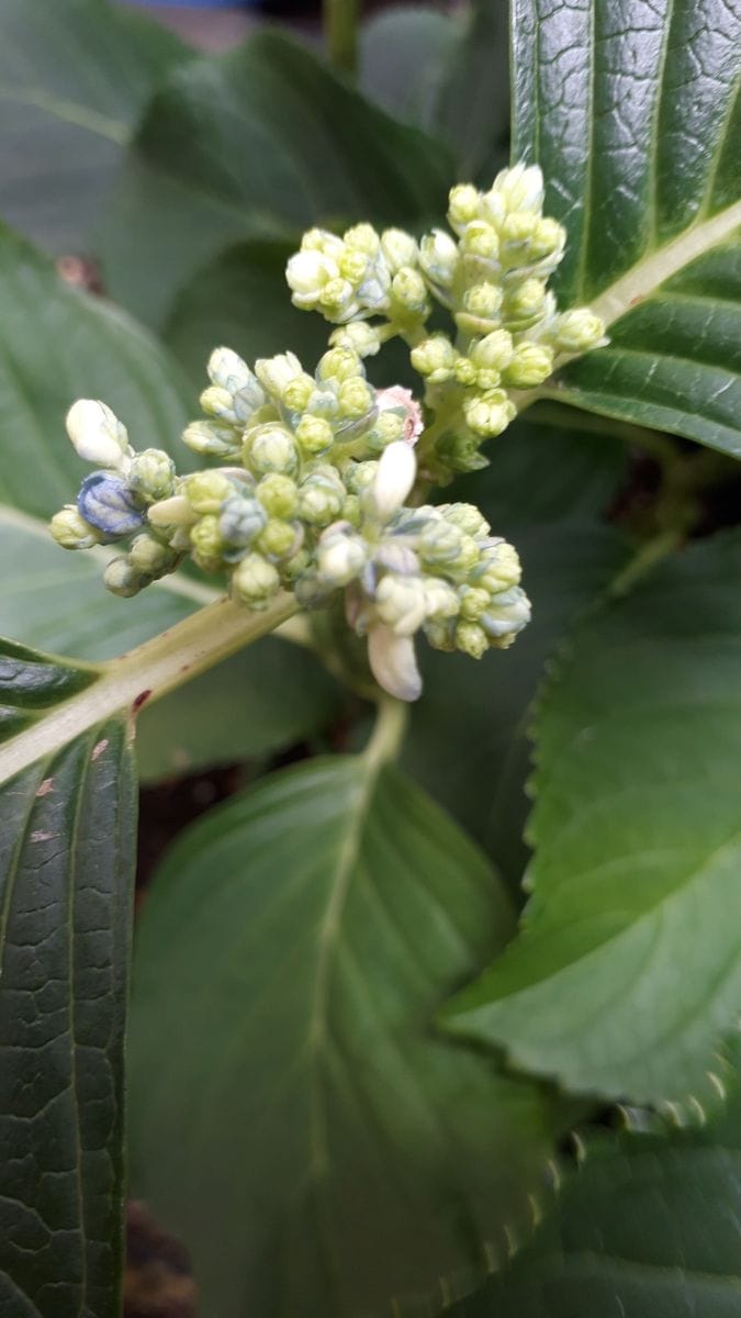 F.アトラクションの2番花