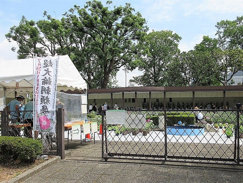 日比谷公園 超大輪朝顔・変化朝顔展示会　その１