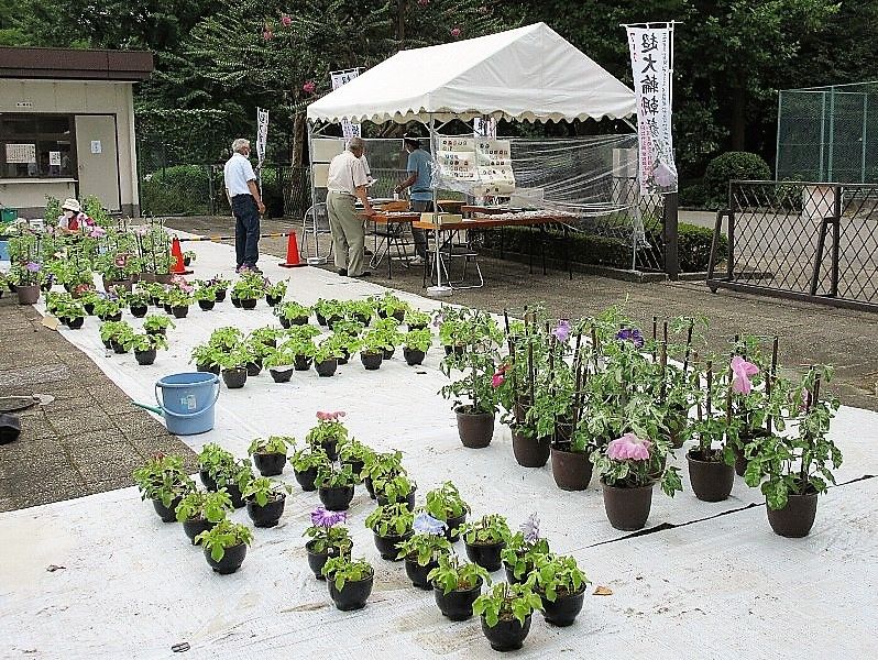 日比谷公園 超大輪朝顔・変化朝顔展示会　その１