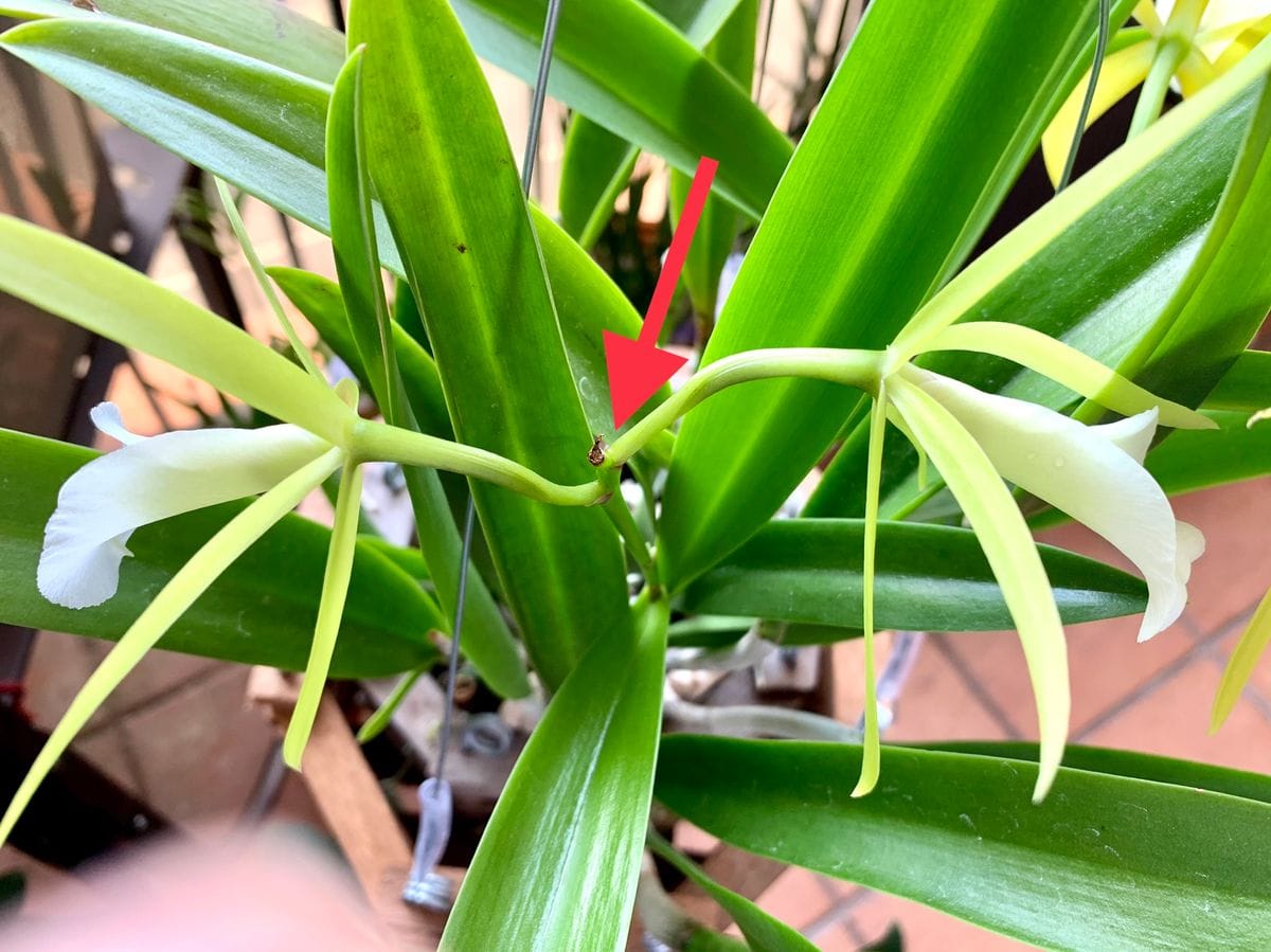 ライム・スターズが次々と開花