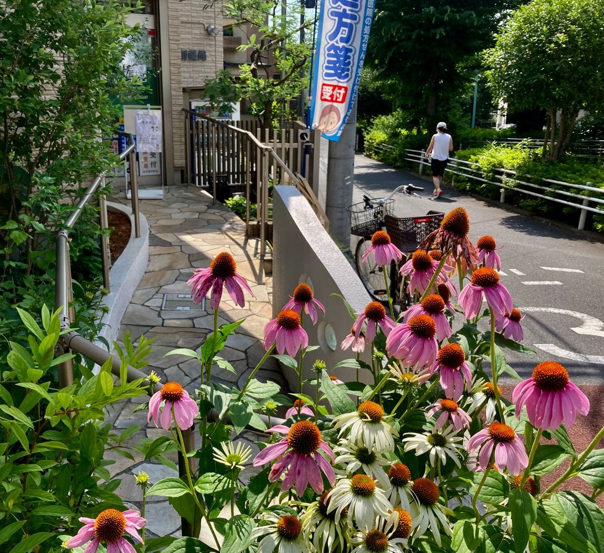  緑道ちょっと前 涼しい頃②