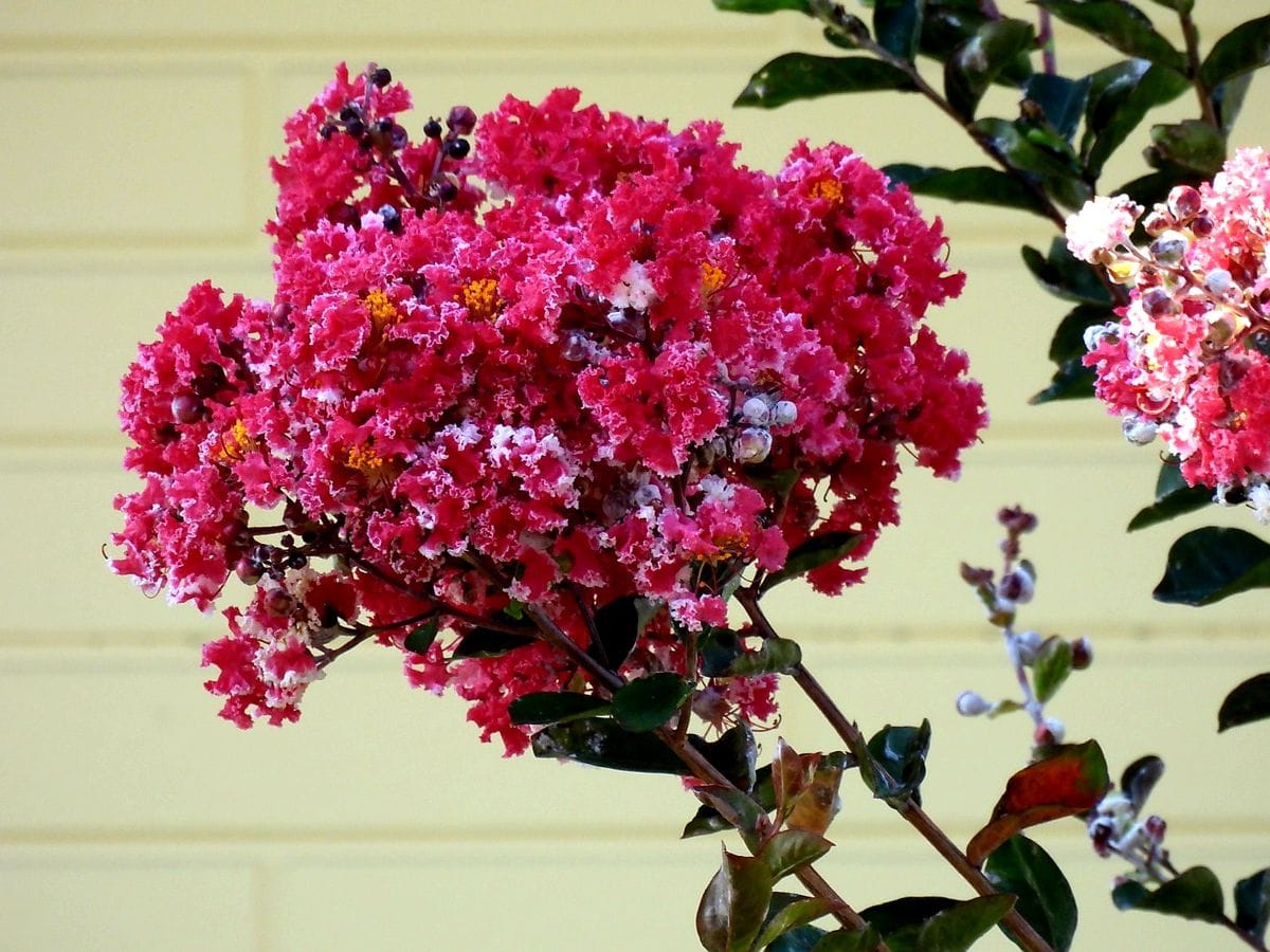 お向かいさん宅の花