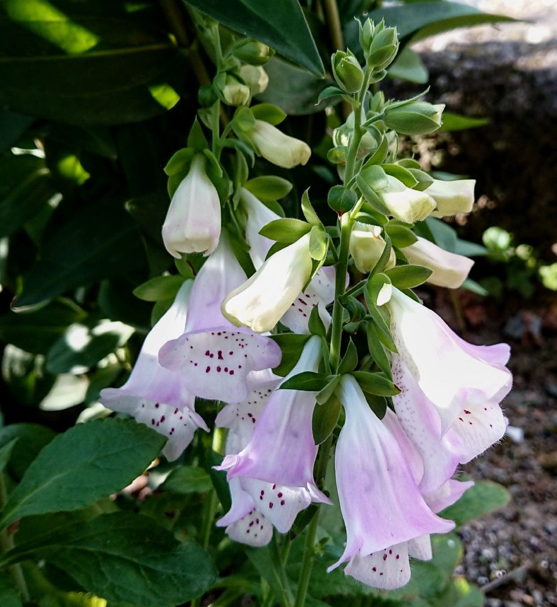 庭のお花  ほぼピンク😆