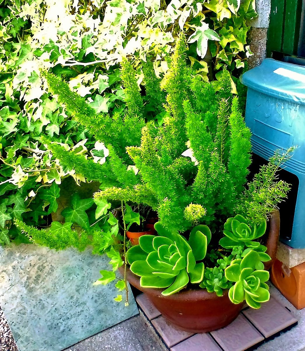 本日の植栽たち　千日紅　ニチニチソウ　アスパラガスメイリーと多肉