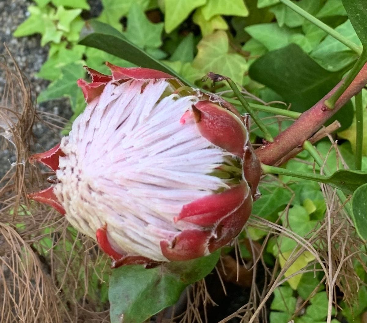 今日の花