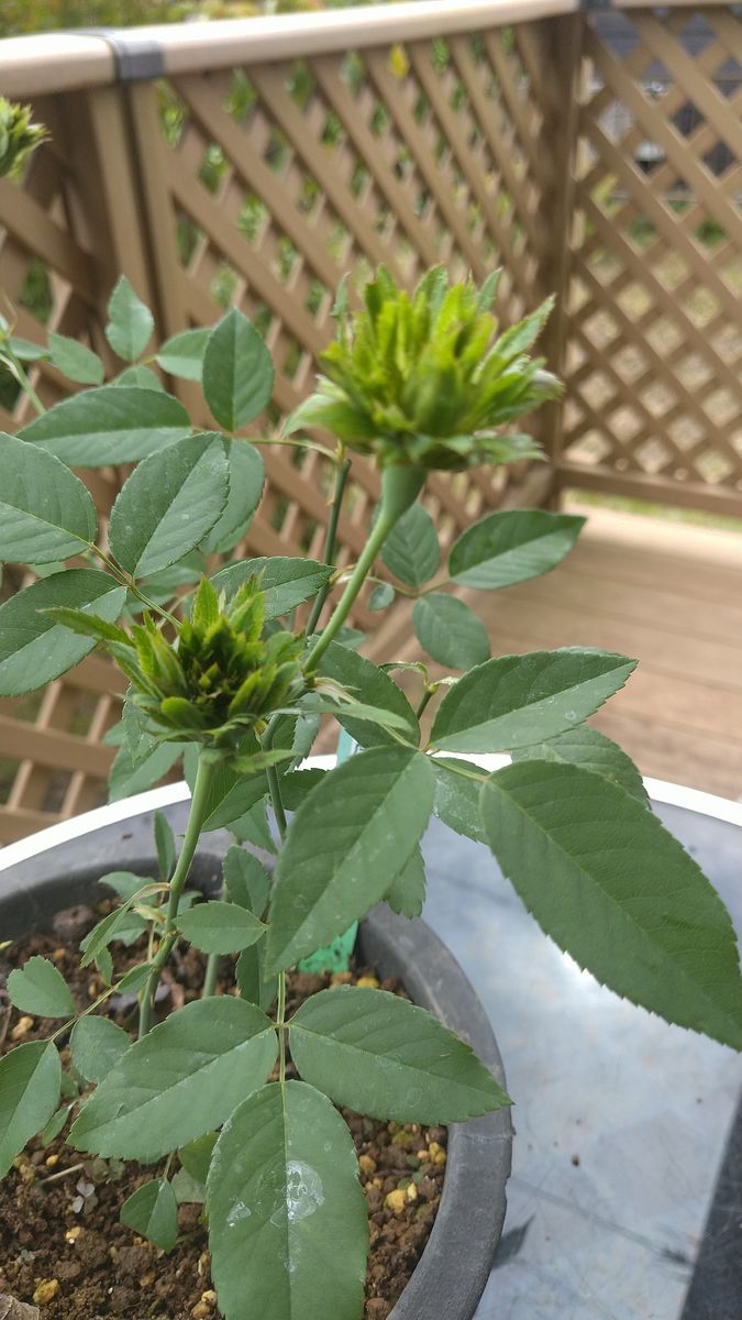 中国緑花バラが咲きました。😺