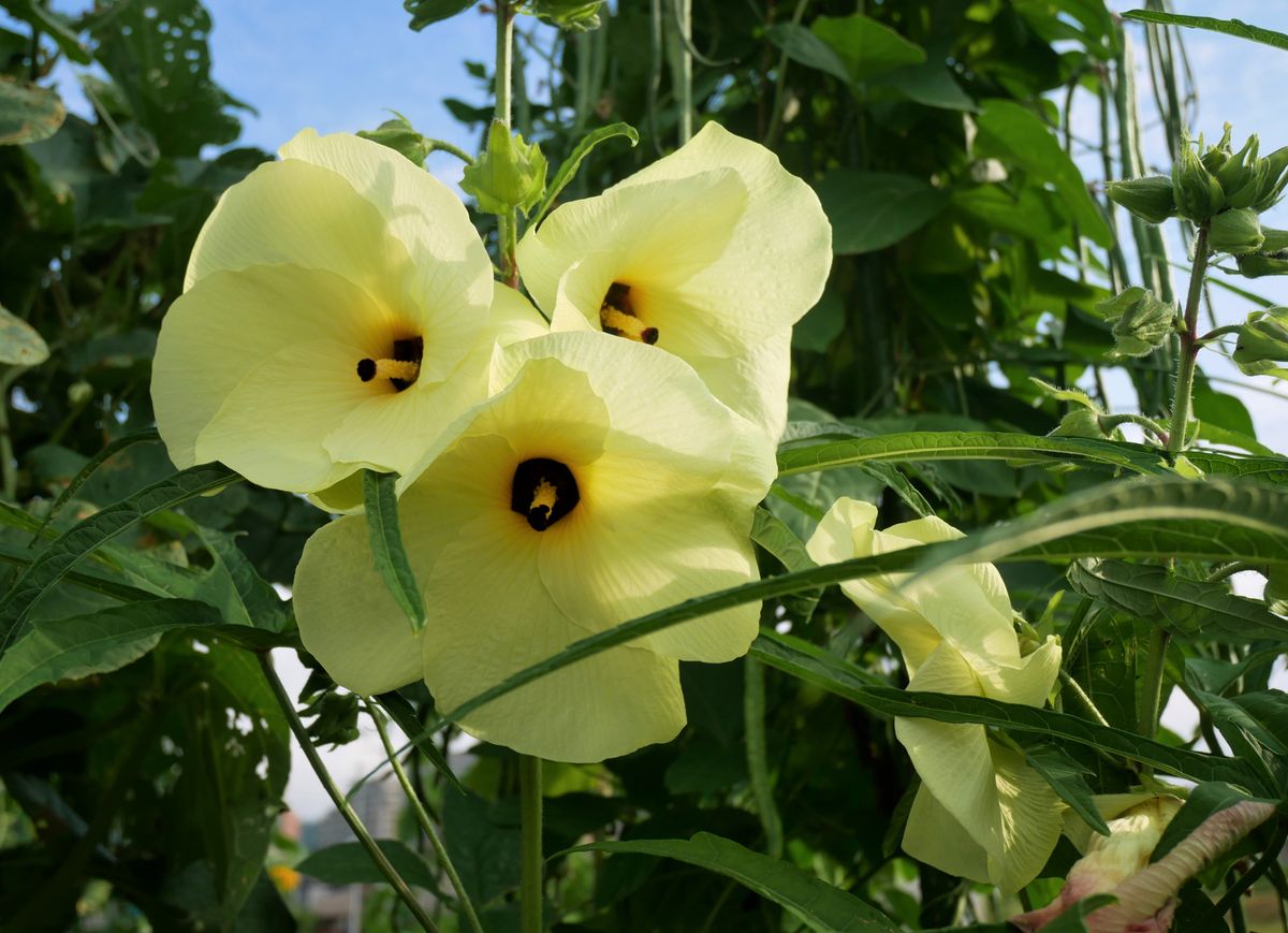 今年も花オクラ