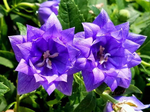 朝日を浴びた四重咲きキキョウ