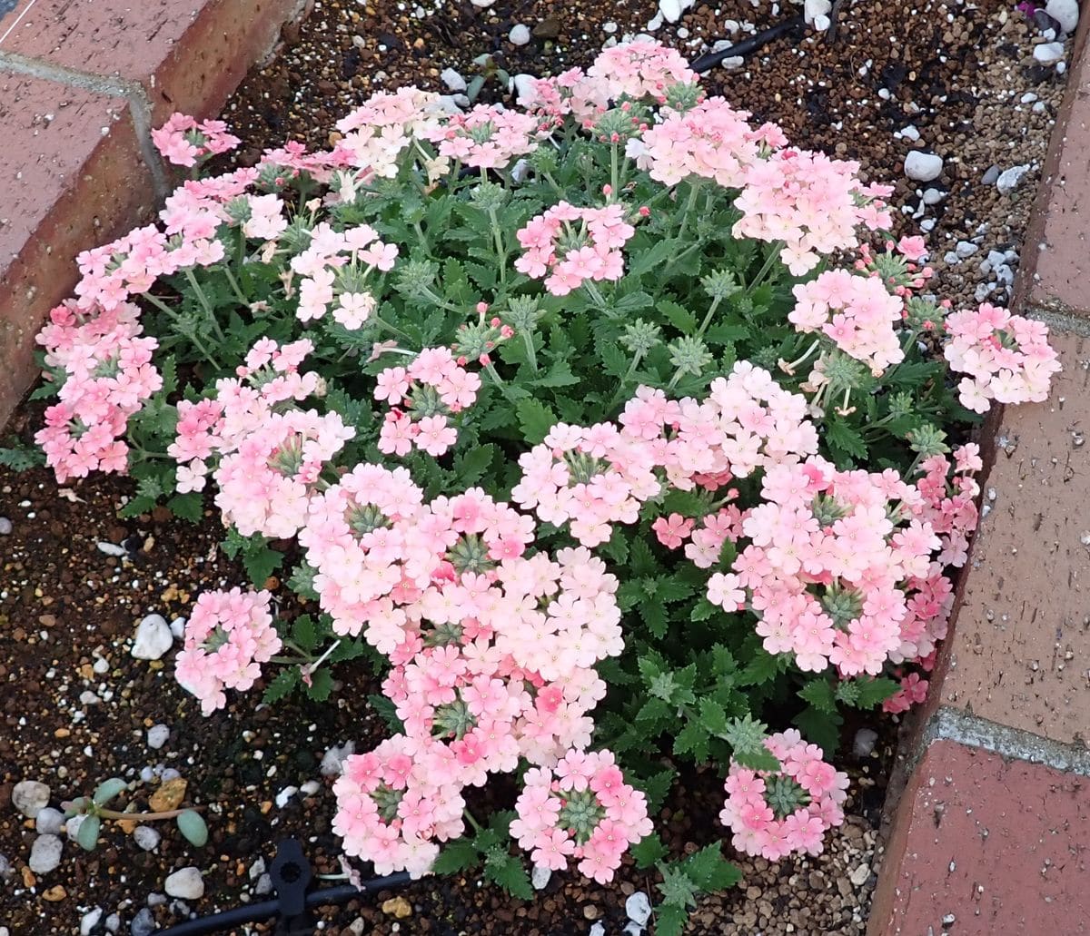 うちの花壇とハチの関係☆