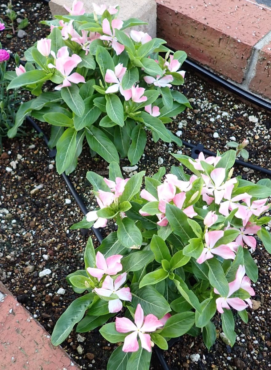 うちの花壇とハチの関係☆